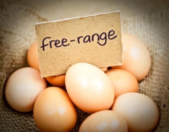 1 dozen FREE RANGE eggs